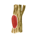 Fasebkezel