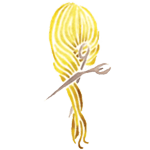 Hajvagas